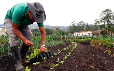 Guía Completa de Producción Orgánica: Beneficios y Consejos para Empezar