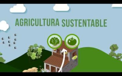 Sostenibilidad en Agricultura: Prácticas Clave para un Futuro Verde